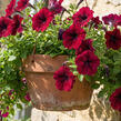 Petúnie, surfínie 'Burgundy' - Petunia hybrida Surfinia 'Burgundy'