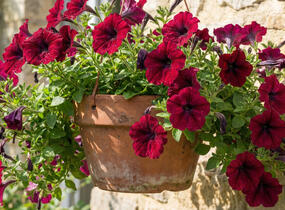 Petúnie, surfínie 'Burgundy' - Petunia hybrida Surfinia 'Burgundy'