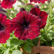 Petúnie, surfínie 'Burgundy' - Petunia hybrida Surfinia 'Burgundy'