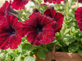 Petúnie, surfínie 'Burgundy' - Petunia hybrida Surfinia 'Burgundy'