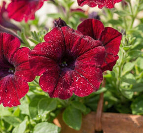 Petúnie, surfínie 'Burgundy'