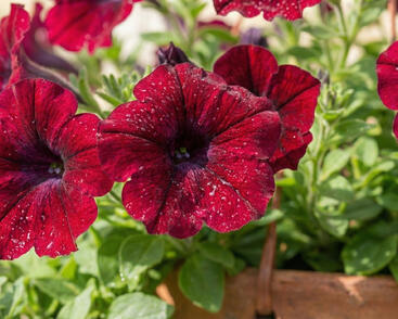 Petúnie, surfínie 'Burgundy'