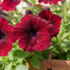Petunia hybrida Surfinia 'Burgundy'_2.png