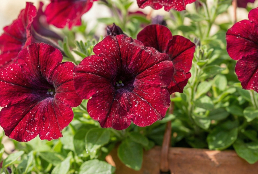 Petúnie, surfínie 'Burgundy' - Petunia hybrida Surfinia 'Burgundy'