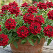 Sporýš 'Vanessa Compact Hot Red' - Verbena hybrida 'Vanessa Compact Hot Red'