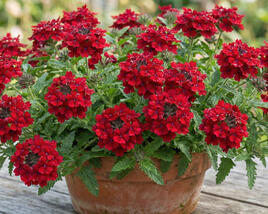 Sporýš 'Vanessa Compact Hot Red'