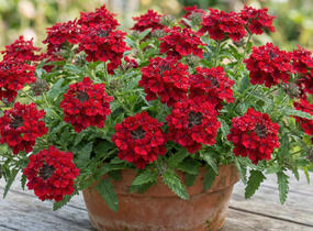 Sporýš 'Vanessa Compact Hot Red' - Verbena hybrida 'Vanessa Compact Hot Red'