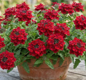Verbena, sporýš 'Vanessa Compact Hot Red' - Verbena hybrida 'Vanessa Compact Hot Red'