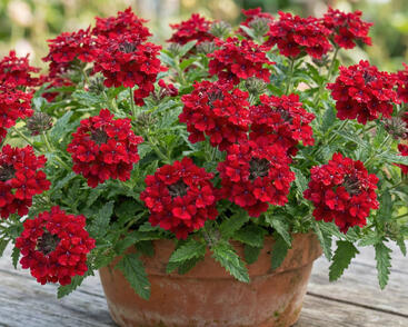 Sporýš 'Vanessa Compact Hot Red'