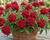 Sporýš 'Vanessa Compact Hot Red'