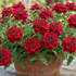 Verbena hybrida 'Vanessa Compact Hot Red'.png