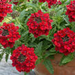 Sporýš 'Vanessa Compact Hot Red' - Verbena hybrida 'Vanessa Compact Hot Red'