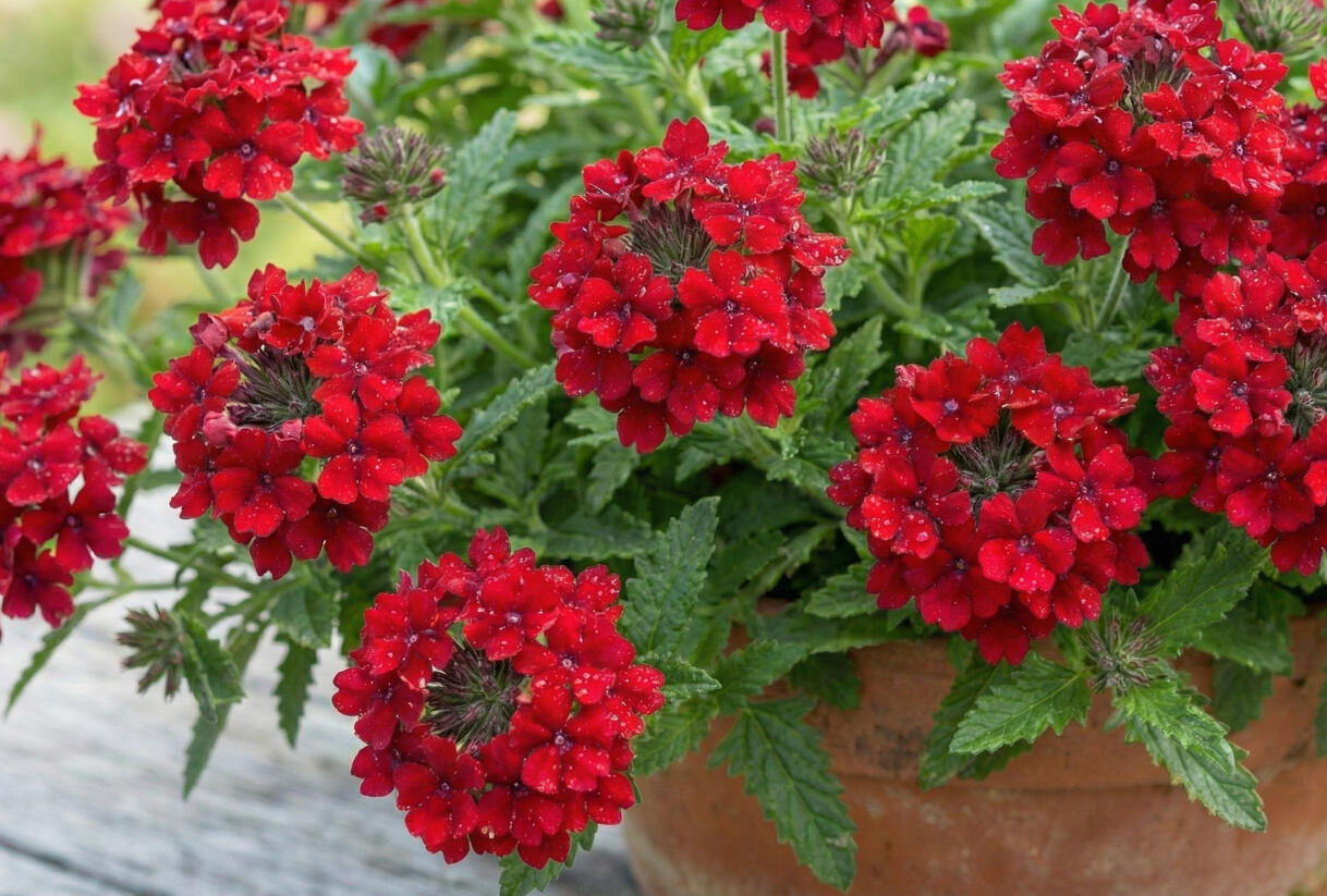 Sporýš 'Vanessa Compact Hot Red' - Verbena hybrida 'Vanessa Compact Hot Red'