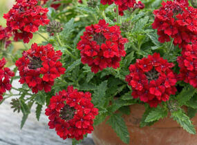 Sporýš 'Vanessa Compact Hot Red' - Verbena hybrida 'Vanessa Compact Hot Red'