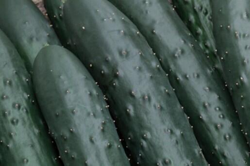 Okurka salátová polní 'Aikon' - Cucumis sativus 'Aikon F1'