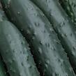 Okurka salátová polní 'Aikon' - Cucumis sativus 'Aikon F1'