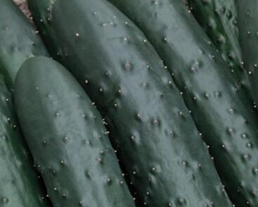 Okurka salátová polní 'Aikon'