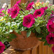 Petúnie 'Itsy Magenta' - Petunia hybrida 'Itsy Magenta'