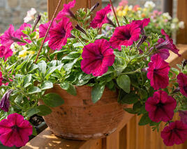 Petúnie 'Itsy Magenta'