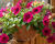 Petúnie 'Itsy Magenta'
