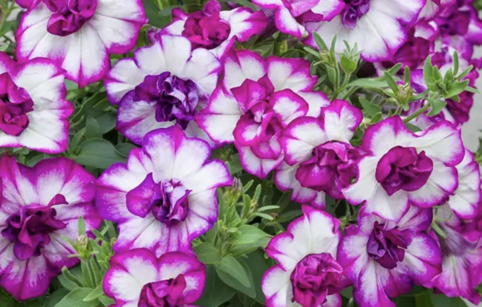 Petúnie 'Tumbelina Nicola' - Petunia hybrida 'Tumbelina Nicola'