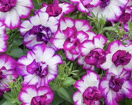 Petúnie 'Tumbelina Nicola'