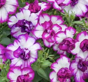 Petúnie 'Tumbelina Nicola' - Petunia hybrida 'Tumbelina Nicola'