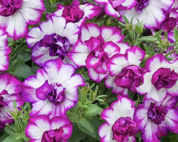 Petúnie 'Tumbelina Nicola'