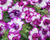 Petúnie 'Tumbelina Nicola'