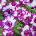 Petunia hybrida 'Tumbelina Nicola'.png