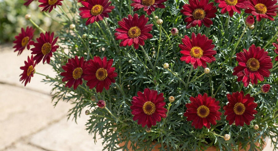 Kopretina pařížská 'Aramis Classic Red' - Argyranthemum frutescens 'Aramis Classic Red'