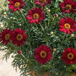 Kopretina pařížská 'Aramis Classic Red' - Argyranthemum frutescens 'Aramis Classic Red'
