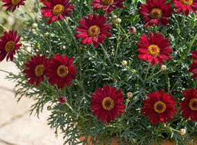 Kopretina pařížská 'Aramis Classic Red' - Argyranthemum frutescens 'Aramis Classic Red'