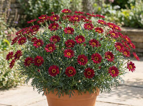 Kopretina pařížská 'Aramis Classic Red' - Argyranthemum frutescens 'Aramis Classic Red'