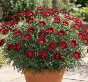 Kopretina pařížská 'Aramis Classic Red' - Argyranthemum frutescens 'Aramis Classic Red'