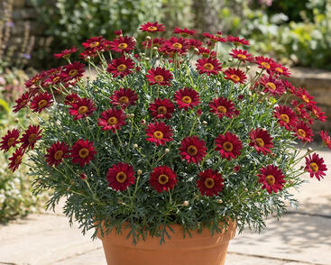 Kopretina pařížská 'Aramis Classic Red'