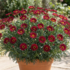 Argyranthemum frutescens 'Aramis Classic Red'_2.png