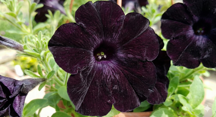 Petúnie 'Ray Black' - Petunia hybrida 'Ray Black'