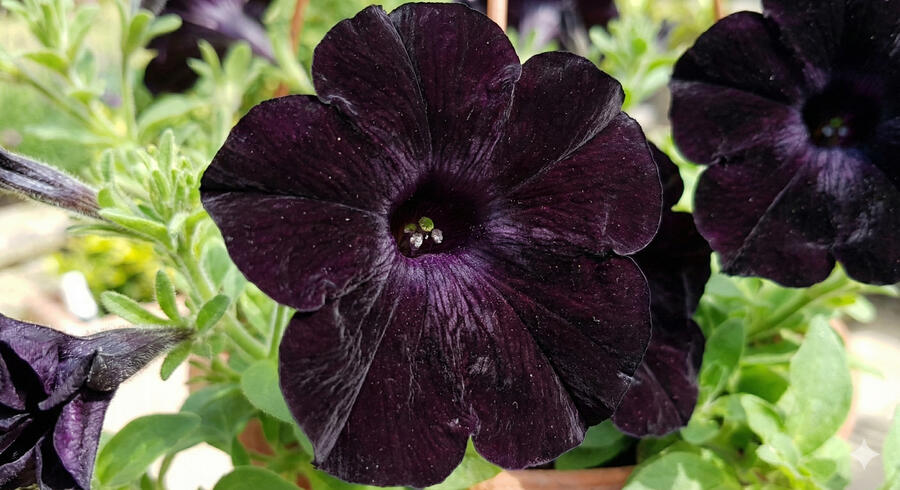 Petúnie 'Ray Black' - Petunia hybrida 'Ray Black'