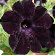 Petúnie 'Ray Black' - Petunia hybrida 'Ray Black'