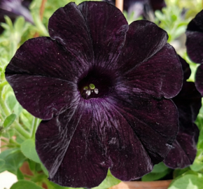 Petúnie 'Ray Black' - Petunia hybrida 'Ray Black'
