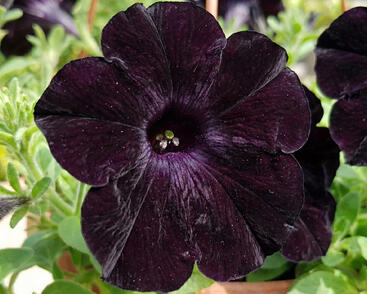Petúnie 'Ray Black'