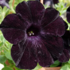 Petunia hybrida 'Ray Black'_2.png