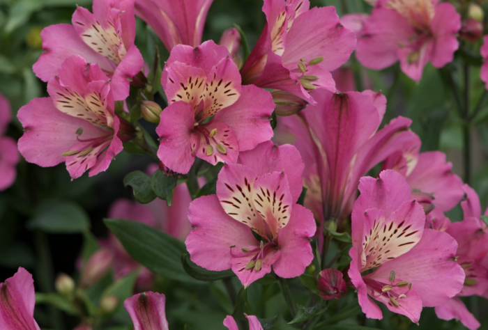 Alstromérie, boubelka Summer Paradise 'Summer Saint' - Alstroemeria hybrida Summer Paradise 'Summer Saint'