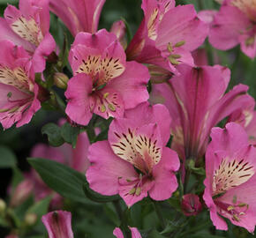 Alstromérie, boubelka Summer Paradise 'Summer Saint'