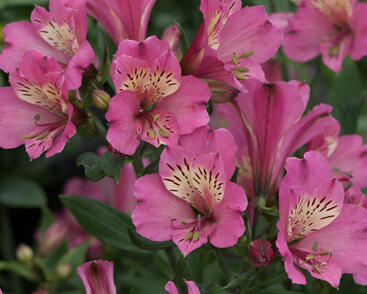 Alstromérie, boubelka Summer Paradise 'Summer Saint'