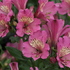 Alstroemeria hybrida Summer Paradise 'Summer Saint'.png