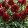 Jiřina 'Lubega XL Burgundy' - Dahlia 'Lubega XL Burgundy'