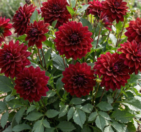 Jiřina 'Lubega XL Burgundy' - Dahlia 'Lubega XL Burgundy'
