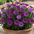 Dvoutvárka 'Cape Daisy Violet' - Osteospermum ecklonis 'Cape Daisy Violet'